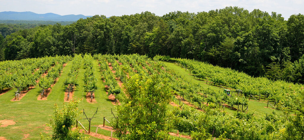 North Georgia Winery