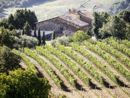 Image: Row of Vineyard Vines in Tuscany