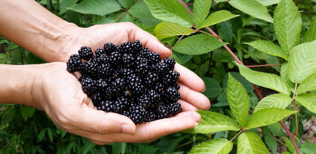 Blackberries are a common ingredient in wine that is not made from grapes
