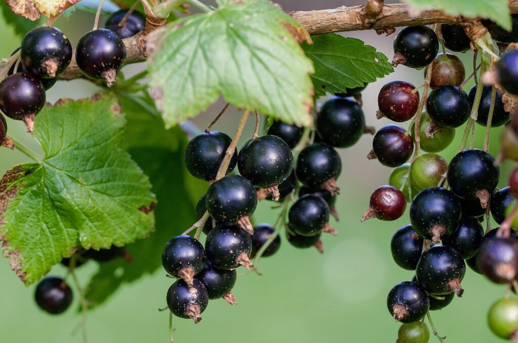 Black Currants in Wine