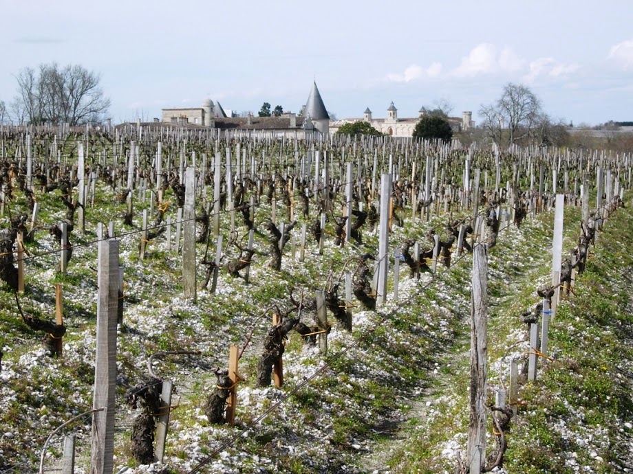 Bordeaux Travel Rothschild Vineyard