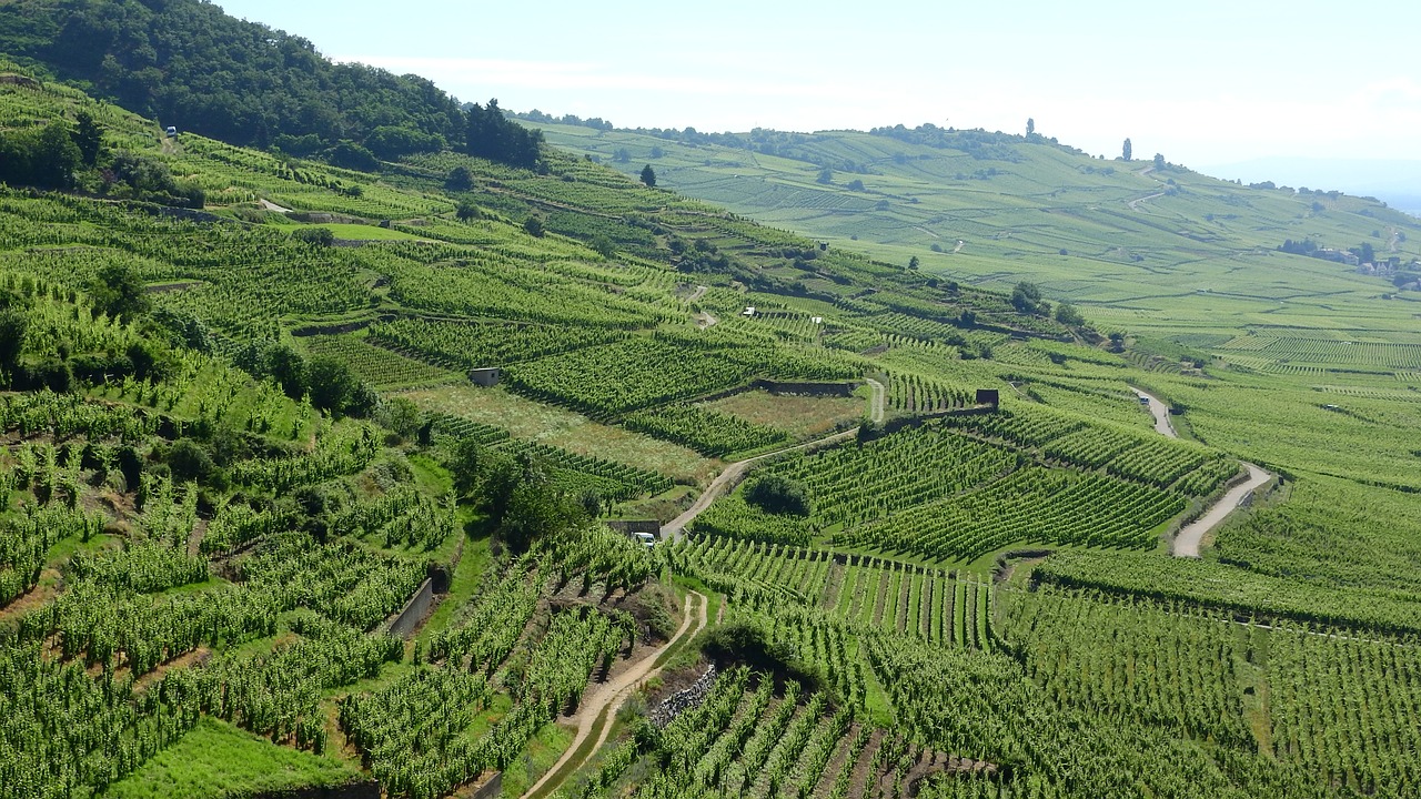 Vineyard in Alsace