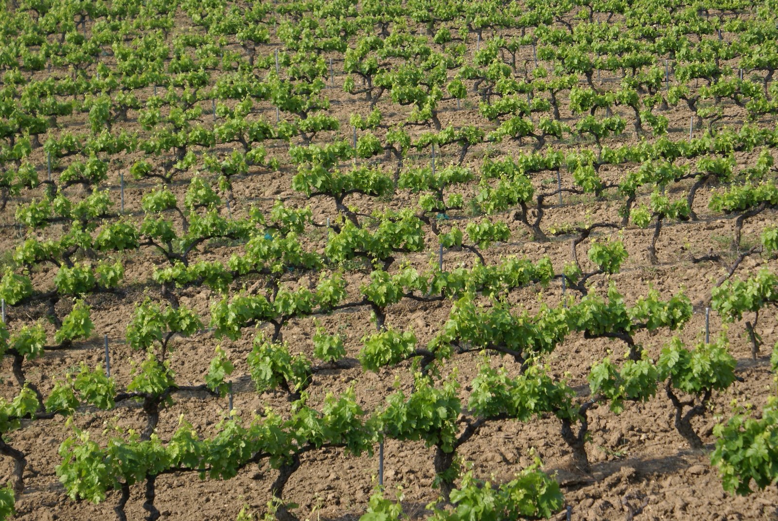 Southern France Vineyard