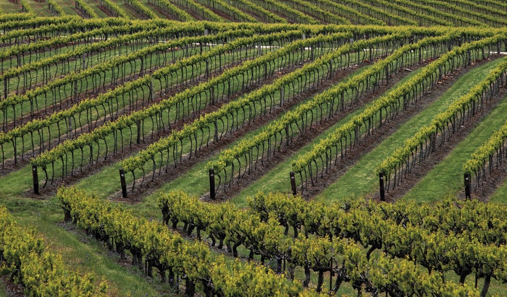 Clare Valley Australia Wine Country