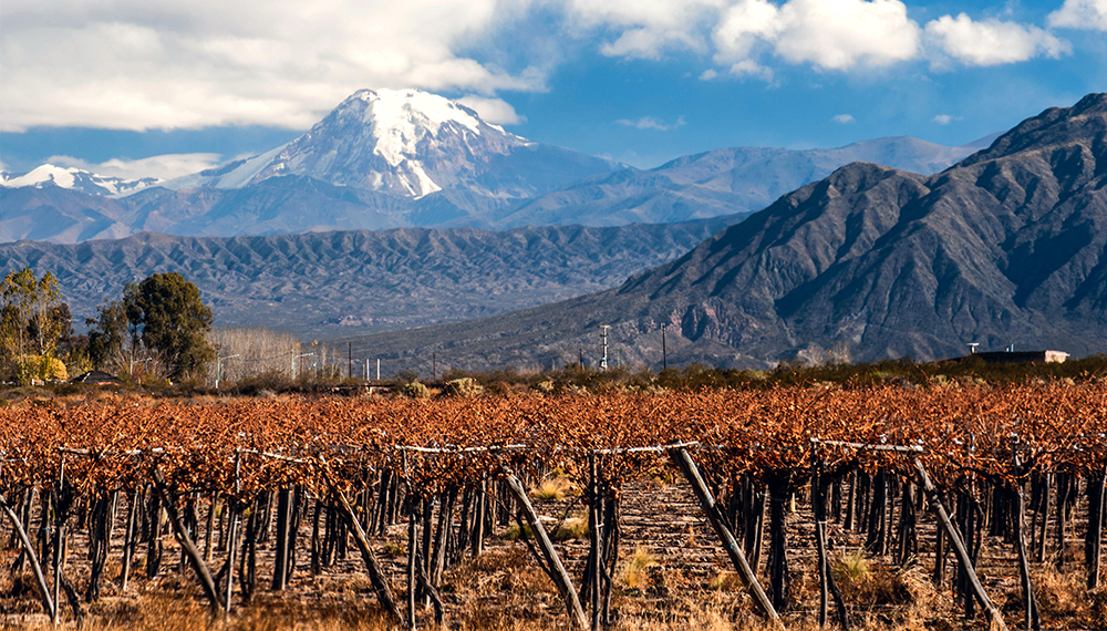 Argentina Winery