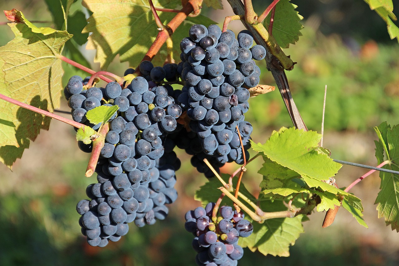Grape Clusters in Vineyard