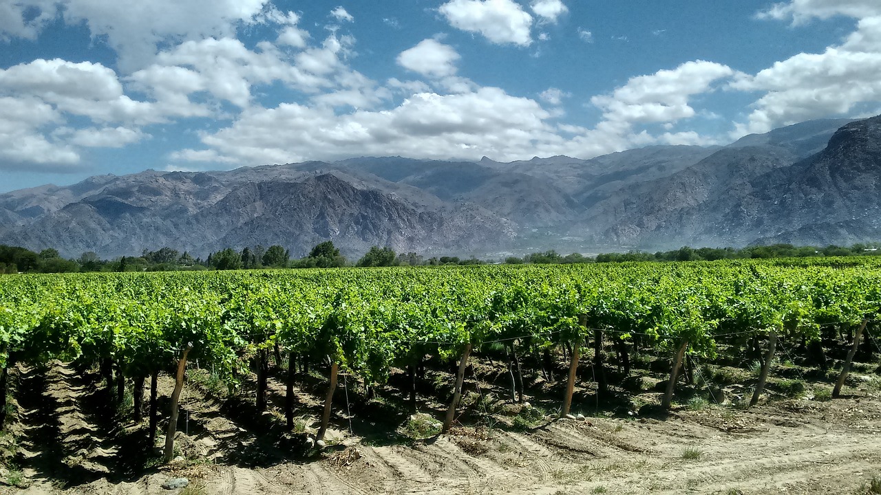 Argentina Wine Country
