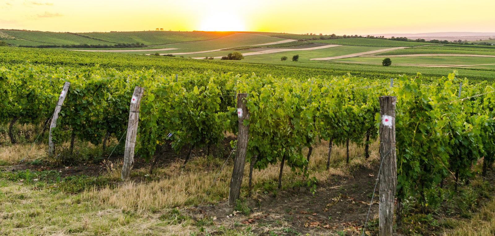 Early Vineyard Sunrise