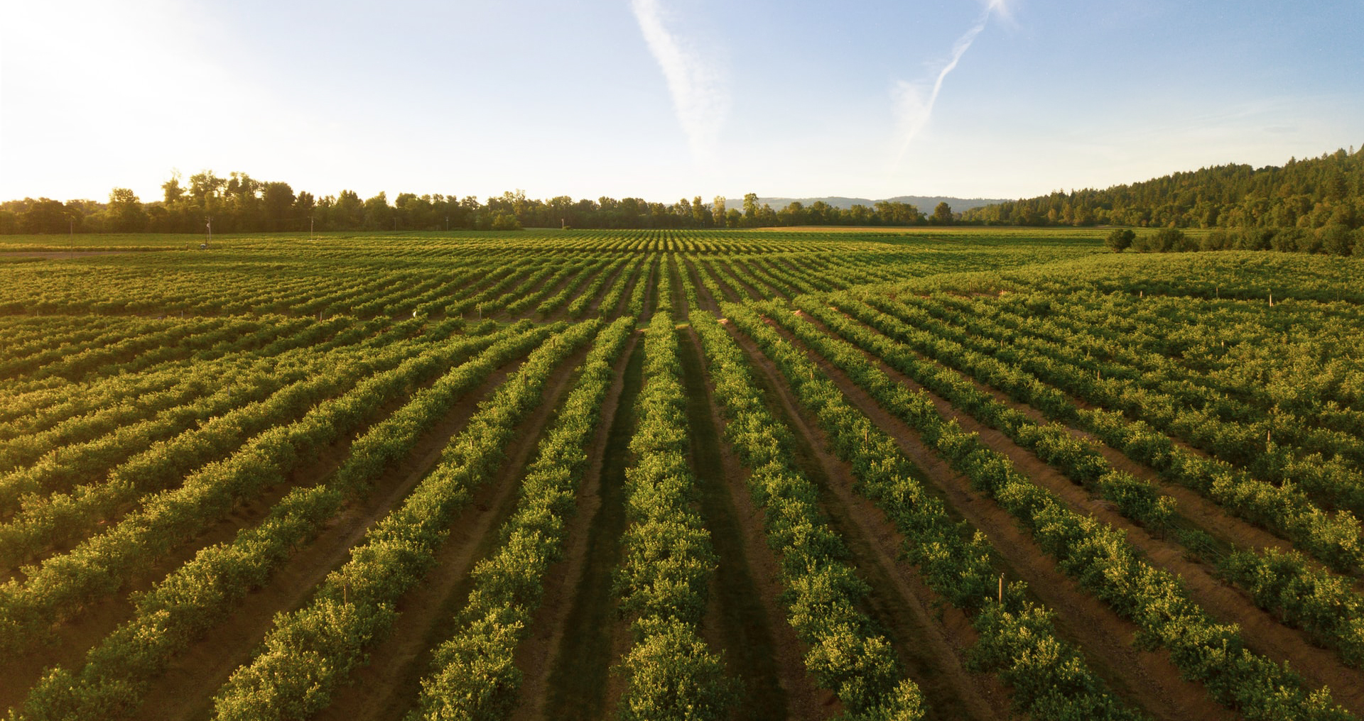 Ljubljana wine travel vineyard